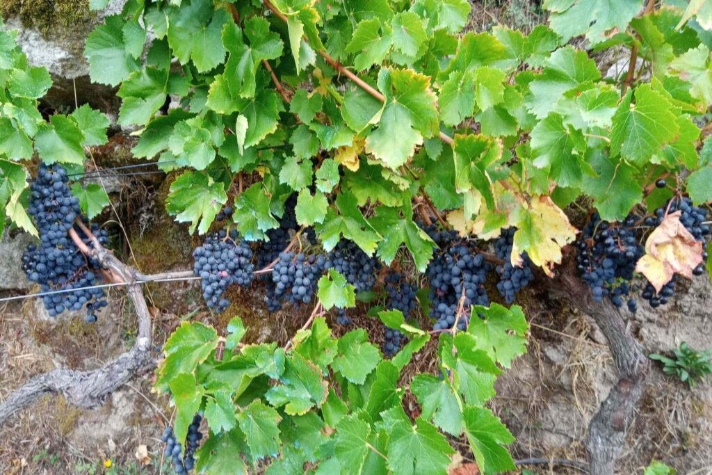 adega-gozo-cabecera-5 - copia